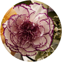 Kamal Ahmed Kamal Ahmed